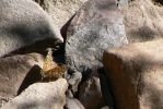 PICTURES/Reyonlds Creek Trail - Tonto National Forest/t_Moth4.JPG